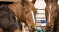 Portrait of brown horses Royalty Free Stock Photo