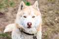 Portrait of brown husky dog on grass in early spring