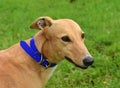 Portrait of an Irish Greyhound Royalty Free Stock Photo