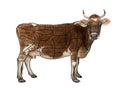 Portrait of brown Jersey cow, 10 years old