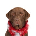 Portrait of a brown labrador with Christmas garlands