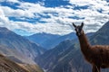 Portrait of a brown lama in the Andes Mountains, Peru Royalty Free Stock Photo