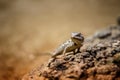 Portrait  brown lizard sitting on a brown stone Royalty Free Stock Photo