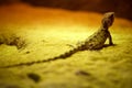 Portrait  brown lizard sitting on a brown stone Royalty Free Stock Photo