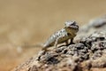 Portrait brown lizard sitting on a brown stone Royalty Free Stock Photo