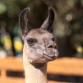 portrait of a brown llama on blurred background