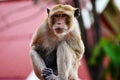 Portrait of a brown macaque sitting on a roof in Hua Hin in Thailand, Asia