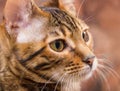 Portrait of brown mackerel tabby cat