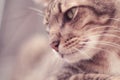 Portrait of brown mackerel young tabby cat adorable pet friend, close-up, curiousness looking and watching