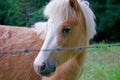 Portrait of Brown Miniature Horse Royalty Free Stock Photo