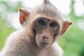 Portrait of brown monkey Royalty Free Stock Photo