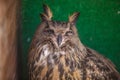 Portrait of brown owl, close up of wild bird Royalty Free Stock Photo