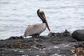 Portrait of Brown Pelican (Galapagos, Ecuador) Royalty Free Stock Photo