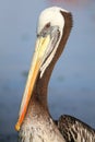 Portrait of Brown Pelican in Paracas Bay, Peru Royalty Free Stock Photo