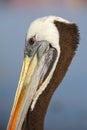 Portrait of Brown Pelican in Paracas Bay, Peru Royalty Free Stock Photo