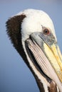 Portrait of Brown Pelican in Paracas Bay, Peru Royalty Free Stock Photo