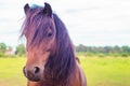 Portrait of brown, piebald, bay horse foal in summer on pasture. Royalty Free Stock Photo