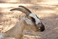 Portrait of a brown pigmented Goat Capra aegagrus hircus