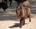 Portrait of a brown Pomsky with blue eyes