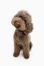 Portrait brown poodle dog puppy sitting and tilting head side. Isolated on white background Royalty Free Stock Photo
