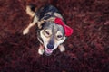 Portrait of a cute brown pretty smiling dog in a dressy red butterfly in a Sunny garden on the bright lilac grass