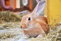 Portrait of a Brown Rabbit