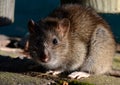 Portrait of a Brown Rat Royalty Free Stock Photo