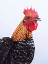 Portrait of a brown rooster, isolated on a white background.