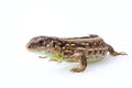 Portrait of brown sand lizard Lacerta agilis Linnaeus Royalty Free Stock Photo