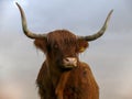 Portrait of a brown, Scottish Highland Cattle, cow with wavy hair and long horns Royalty Free Stock Photo