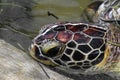 Portrait of brown sea turtle head swimming in te water pond in Bali, Indonesia