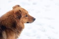 Portrait of a brown shaggy dog in profile in winter on a background of snow