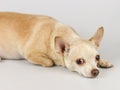 Brown short hair Chihuahua dog lying down on the floor looking at camera with his big eyes.white background Royalty Free Stock Photo