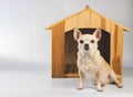 Brown  short hair  Chihuahua dog sitting in  front of wooden dog house, looking at camera, isolated on white background Royalty Free Stock Photo