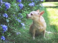 Brown  short hair  Chihuahua dog sitting on green grass in the garden, smelling purple flowers Royalty Free Stock Photo