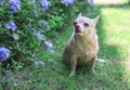 Brown  short hair  Chihuahua dog sitting on green grass in the garden, smelling purple flowers Royalty Free Stock Photo