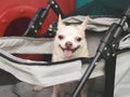 brown short hair chihuahua dog sitting in pet stroller, smiling and looking at camera. Colorful kids playground equipment