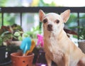 Brown short hair Chihuahua dog sitting on wooden table with houseplants in plant pots and gardening tools in morning sunlight,