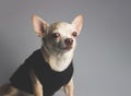 Portrait  of brown short hair Chihuahua dog wearing black t shirt, sitting  on gray background, looking away.Isolated Royalty Free Stock Photo