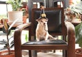 brown short hair Chihuahua dog wearing Halloween witch hat decorated with pumpkin face and spider, sitting on black background . Royalty Free Stock Photo