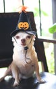 Brown  short hair  Chihuahua dog wearing Halloween witch hat decorated with pumpkin face and spider, sitting on black vintage Royalty Free Stock Photo