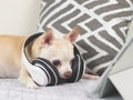 brown short hair Chihuahua dog wearing heaphones lying down on bed and white background with digital tablet, watching movie on