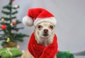 Brown  short hair Chihuahua dog wearing Santa Claus hat and red scarf sitting and looking at camera with  green gift boxes and Royalty Free Stock Photo