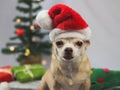 Brown  short hair Chihuahua dog wearing Santa Claus hat sitting and looking at camera with  green gift boxes and Christmas tree Royalty Free Stock Photo