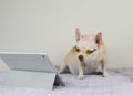 brown short hair Chihuahua dog wearing yellow eyeglasses sitting on bed and white background with digital tablet, watching movie