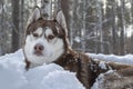 Portrait Of Brown Siberian Husky Dog On White Snow Background In Dark Winter Forest