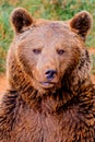 Portrait of a brown spanish bear