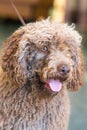 Spanish Water Dog Royalty Free Stock Photo