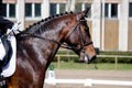 Portrait of brown sport horse during show Royalty Free Stock Photo