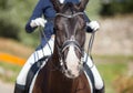 Portrait of brown sports horse with a bridle and a rider riding on it Royalty Free Stock Photo